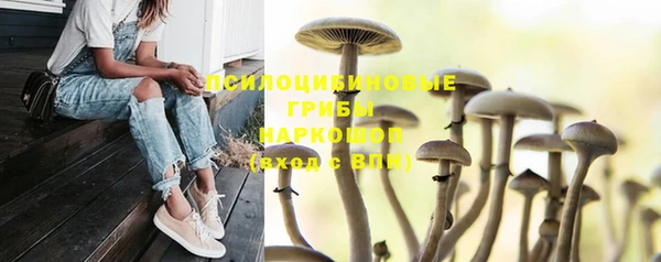 прущие грибы Абаза