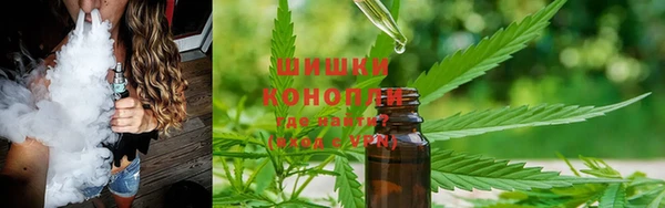 прущие грибы Абаза